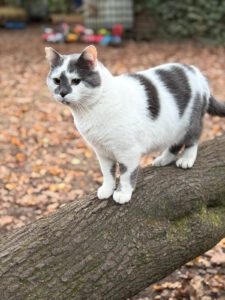 2025_Topi Farmkatze Topi